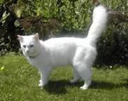 cheetah girl's ,aventuri spania facut nou fic. sper placa.sa stiiti voi vorbi din    