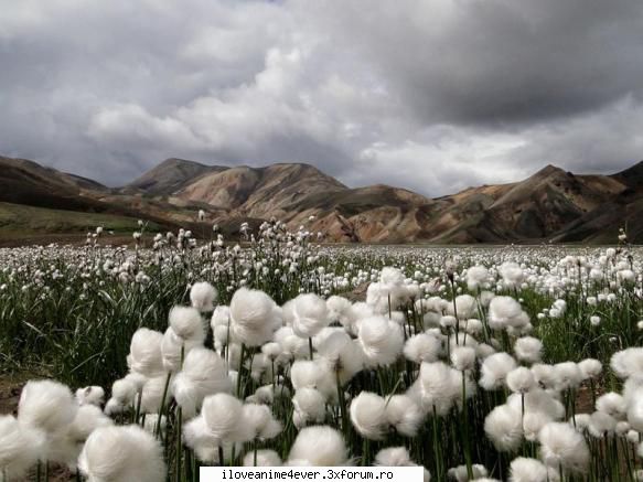 gnduri... plns doar ideea " aş putut să mă mint, să spun că meu