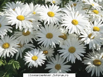 La ce te gandesti cand auzi numele meu? - la puritate...apropo daisy=margareta Amalia - Jocuri