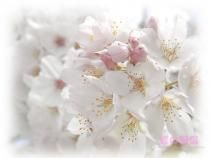 PoZe SiMpLe - Lonely_Wolf - Poze