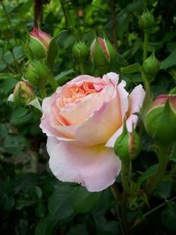 PoZe SiMpLe - Lonely_Wolf - Poze